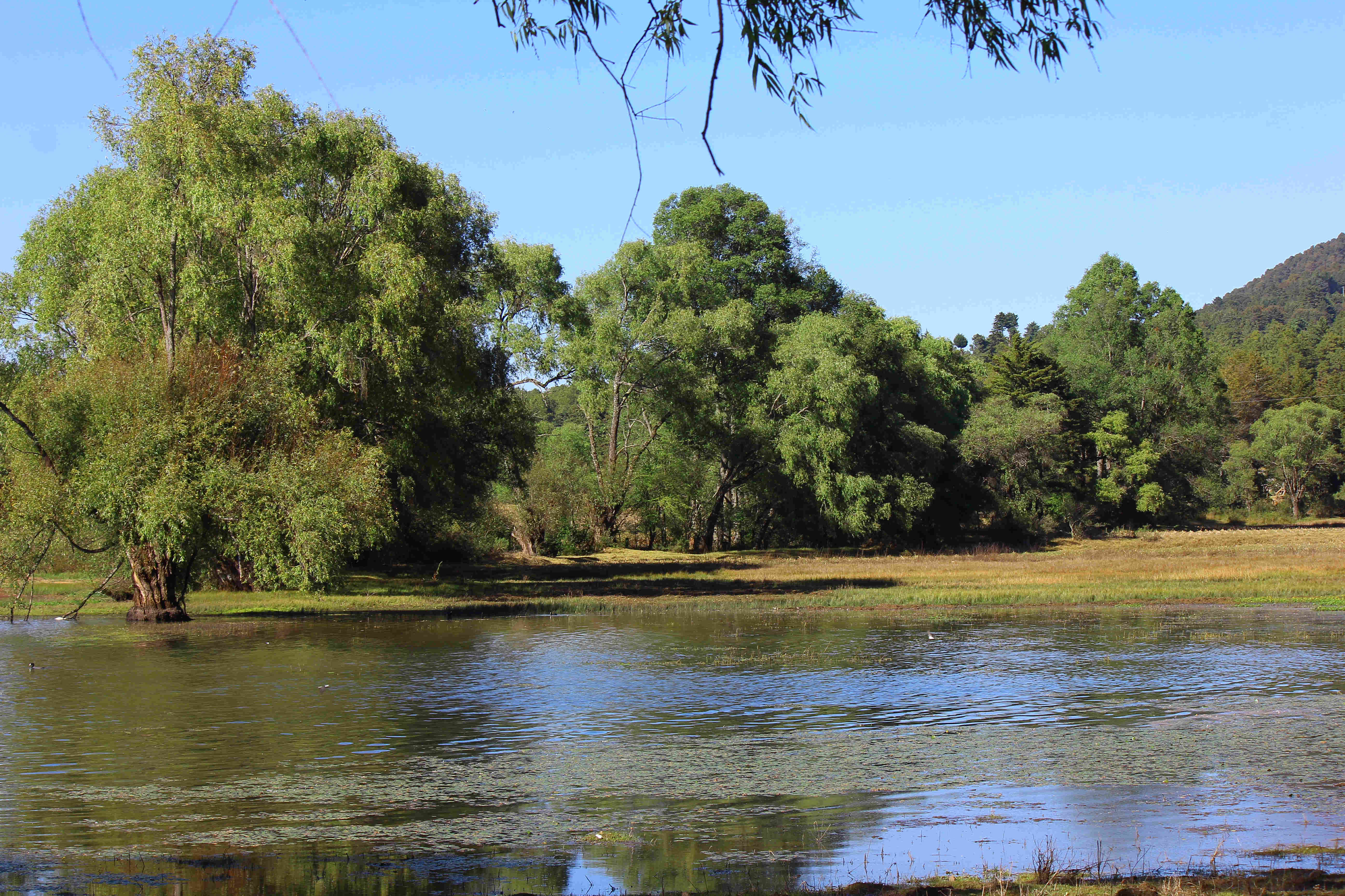 Presa de Estanzuela